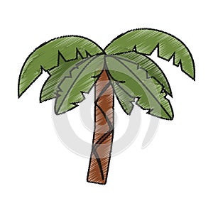 Isolated palm tree design