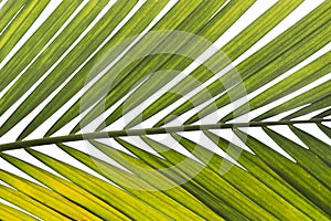 Isolated palm tree leaf : for background/design element.