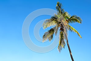 Isolated palm tree over a blue sky