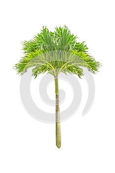 Isolated Palm Tree over white background