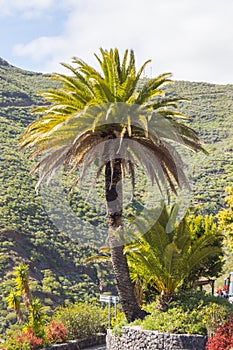 Isolated palm tree on the road facing the mountains of the Masca