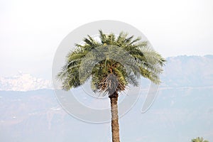 An isolated palm tree at rural Basohli, Jammu, India