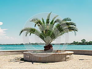 Isolated palm tree on the shore of the sea in Italy