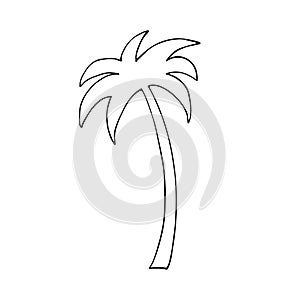 Isolated palm tree on a white background.