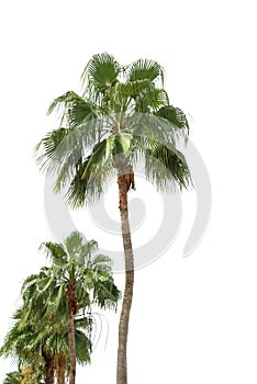 isolated palm tree on White Background.