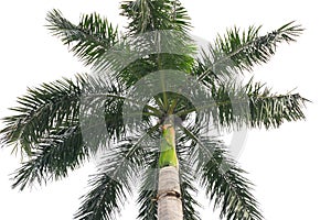 Isolated palm tree in white background