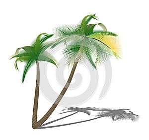 Isolated palm trees with shade