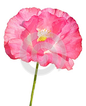 Isolated Papaver nudicaule (Iceland Poppy) on white background.