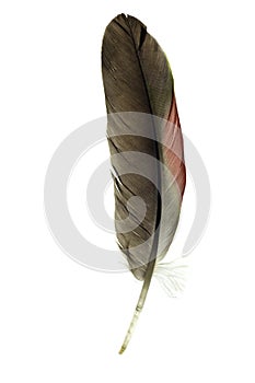 Isolated parrot feather