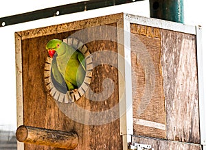 Isolated parrot, Kuala Lumpur Bird Park