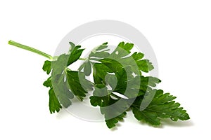 Isolated parsley on white close up