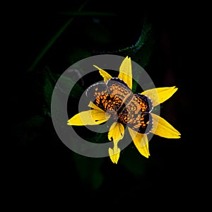Up Close with a Pearl Crescent Butterfly photo