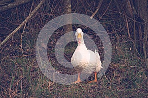 Isolated pekin duck standing on a river bank quacking