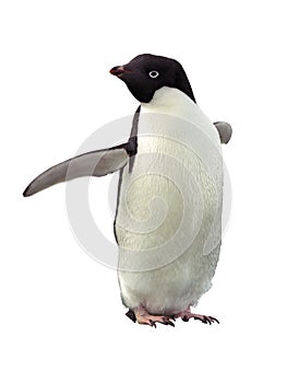 Isolated penguin Adelie with clipping path