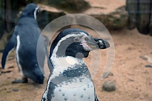 Isolated Penguin in tank