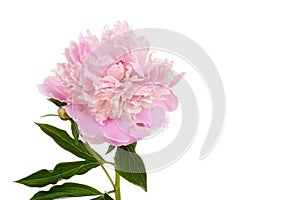 Isolated peony Paeonia lactiflora photo