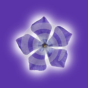 Isolated Periwinkle blossom on a purple packground