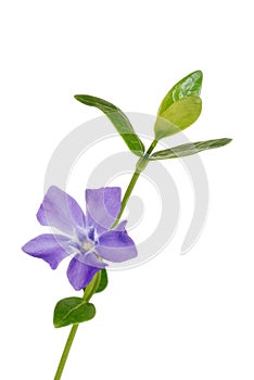 Isolated periwinkle flower