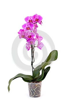 Isolated phalaenopsis orchid in pot on white background. Home and garden concept