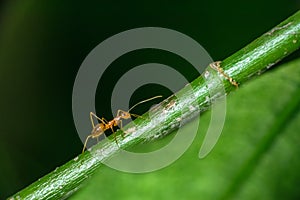 Isolated pharaoh ant walking on a stem .Green background