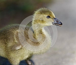 Isolated photo of a cute chick of Canada geese
