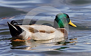 Isolated photo of a mallard swimming in lake