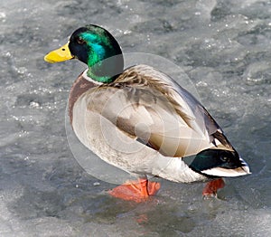 Isolated photo of a mallard walking on ice