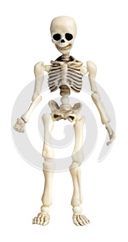 Isolated photo of toy skeleton