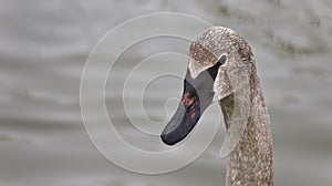 Isolated photo of a trumpeter swan swimming