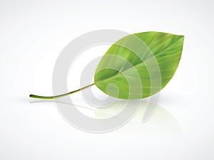 Isolated photorealistic green leaf