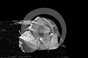 Isolated Physalis on the table black and white