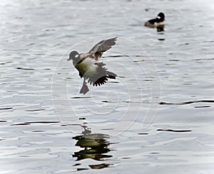 Isolated picture with a cute duck landing