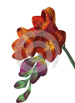 Isolated picture of a hand-drawn fresia plant in bloom