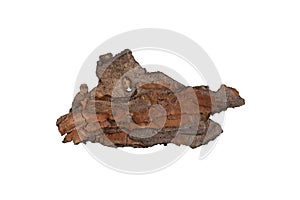 isolated pieces of pine bark