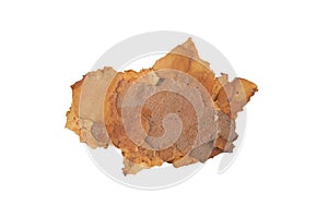 isolated pieces of pine bark