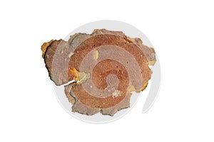 isolated pieces of pine bark