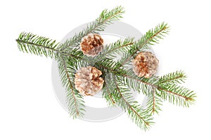 Isolated pine branch