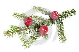 Isolated pine branch