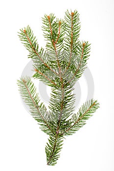 Isolated pine branch