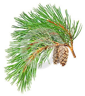 Isolated pine branch