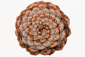 Isolated Pine Cone