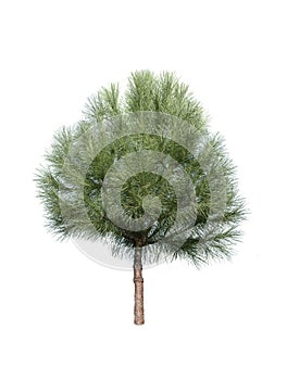 Isolated pine-tree