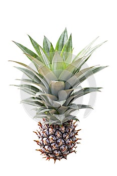 Isolated pineapple Ananas comosus on white