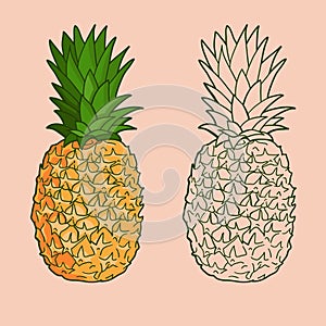 Isolated pineapples. Graphic stylized drawing. Vector illustration