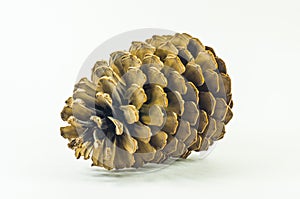 Isolated pinecone photo