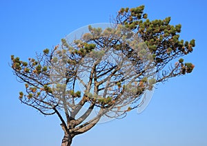 Isolated pinetree formed by the west wind
