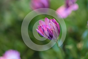 Isolated pink african daisy macro on blurry background, dreamy mood