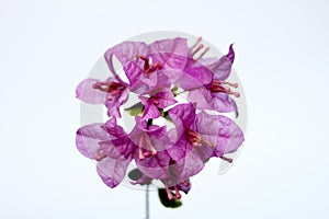 isolated pink bougenville flower