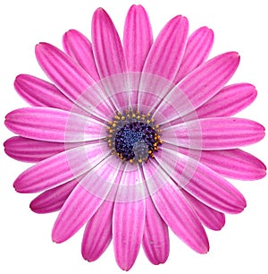 Isolated pink Cape Marguerite Daisy