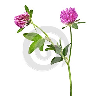 Isolated pink clover flower with two blooms
